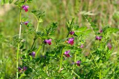 Vicia sativa_Joaquim Reberte