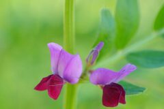 Vicia sativa_Joaquim Reberte
