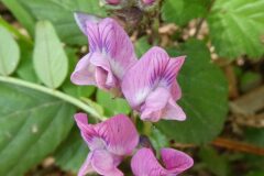 Vicia sepium_Anna Llandrich