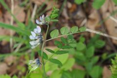 Vicia sepium_Jordi Puyuelo
