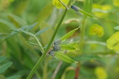 Vicia sepium_Jordi Puyuelo