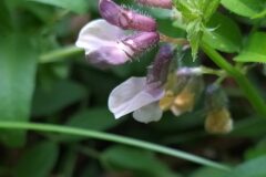 Vicia sepium_Merce Vallicrosa CC BY-NC