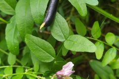 Vicia sepium_Merce Vallicrosa CC BY-NC