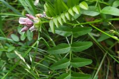 Vicia sepium_Merce Vallicrosa CC BY-NC
