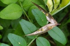 Vicia sepium_Merce Vallicrosa CC BY-NC