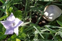 Vinca difformis difformis_Anna Manich