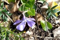Vinca difformis difformis_Anna Manich