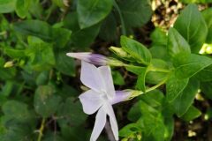 Vinca difformis difformis_Jordi Puyuelo CC BY-NC