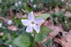 Vinca difformis difformis_Marc Rovira CC BY-NC