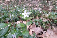 Vinca difformis difformis_Marc Rovira CC BY-NC