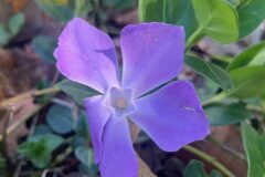Vinca major major_Andres Tello