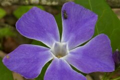 Vinca major major_Anna Tello