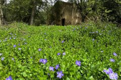 Vinca major major_Anna Tello
