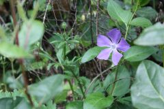 Vinca major major_Chus Rodway