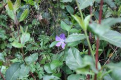 Vinca major major_Chus Rodway
