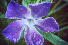 Vinca major major_Diana Gali