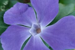 Vinca major major_Joan Andreu