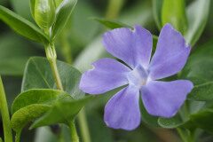 Vinca major major_Joaquim Reberte