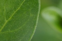 Vinca major major_Joaquim Reberte