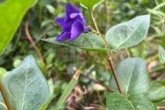 Vinca major major_Jordi Bassi