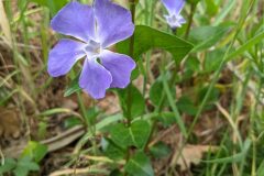 Vinca major major_Katarzyna Zarnowiec CC BY-SA