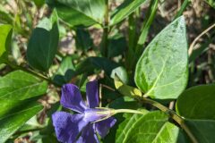 Vinca major major_Katarzyna Zarnowiec CC BY-SA