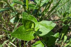 Vinca major major_Katarzyna Zarnowiec CC BY-SA