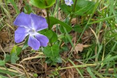 Vinca major major_Katarzyna Zarnowiec CC BY-SA