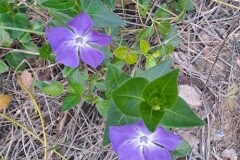 Vinca major major_Montserrat Garcia