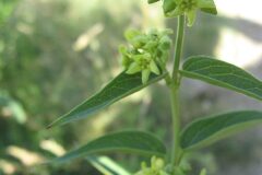 Vincetoxicum hirundinaria_Jordi Puyuelo