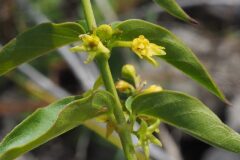 Vincetoxicum hirundinaria_Jordi Puyuelo