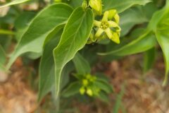 Vincetoxicum hirundinaria_Merce Vallicrosa CC BY-NC