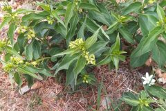 Vincetoxicum hirundinaria_Merce Vallicrosa CC BY-NC