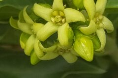 Vincetoxicum hirundinaria_Merce Vallicrosa CC BY-NC