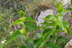 Vincetoxicum hirundinaria_Merce Vallicrosa CC BY-NC