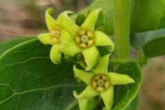 Vincetoxicum hirundinaria_Merce Vallicrosa CC BY-NC