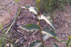 Vincetoxicum nigrum_Merce Vallicrosa CC BY-NC