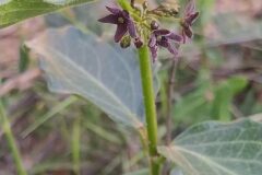 Vincetoxicum nigrum_Merce Vallicrosa CC BY-NC