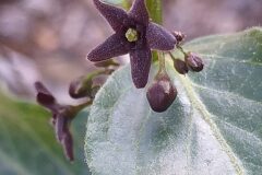 Vincetoxicum nigrum_Merce Vallicrosa CC BY-NC