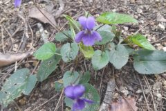 Viola alba denhardtii_Josep Maspoch CC BY-NC