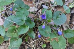 Viola alba denhardtii_Katarzyna Zarnowiec CC BY-SA