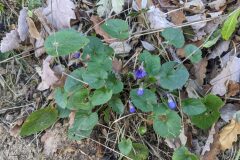 Viola alba denhardtii_Katarzyna Zarnowiec CC BY-SA