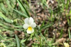 Viola arvensis_Begona Travy CC BY-NC