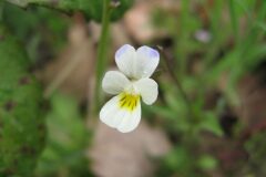 Viola arvensis_Jordi Puyuelo