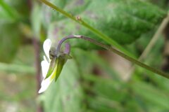 Viola arvensis_Jordi Puyuelo