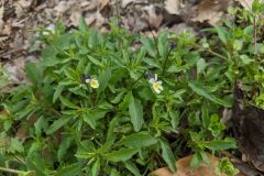 Viola arvensis_Katarzyna Zarnowiec CC BY-SA