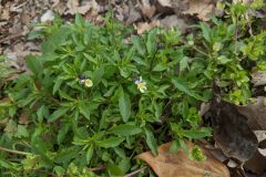Viola arvensis_Katarzyna Zarnowiec CC BY-SA