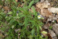 Viola arvensis_Katarzyna Zarnowiec CC BY-SA