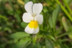 Viola arvensis_Merce Vallicrosa CC BY-NC