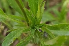 Viola arvensis_Merce Vallicrosa CC BY-NC